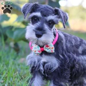 Kallie, Miniature Schnauzer Puppy