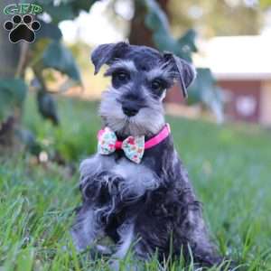 Kallie, Miniature Schnauzer Puppy