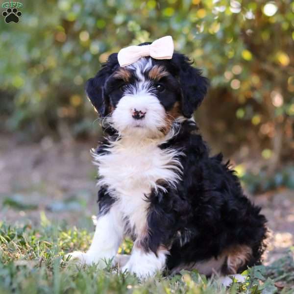 Kayla, Bernedoodle Puppy