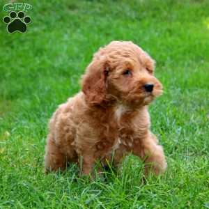 Kandy, Mini Goldendoodle Puppy