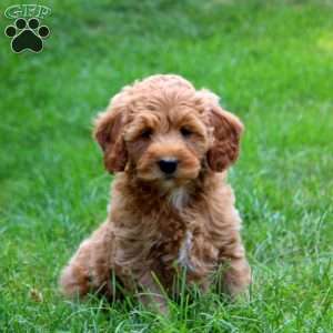 Kandy, Mini Goldendoodle Puppy