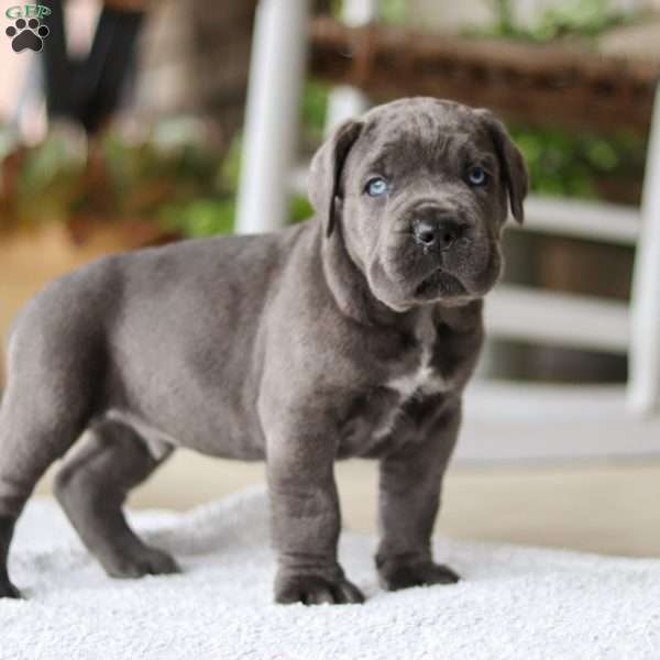 Kane, Cane Corso Puppy