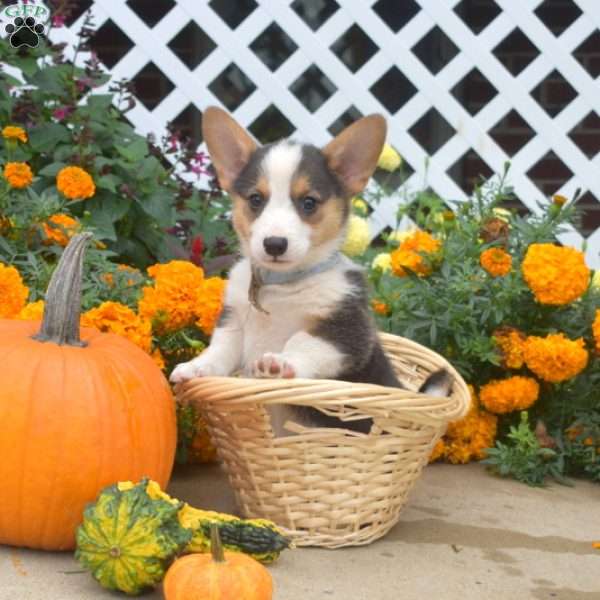 Kane, Pembroke Welsh Corgi Puppy