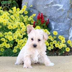 Kane, Miniature Poodle Mix Puppy