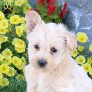 Kane, Miniature Poodle Mix Puppy