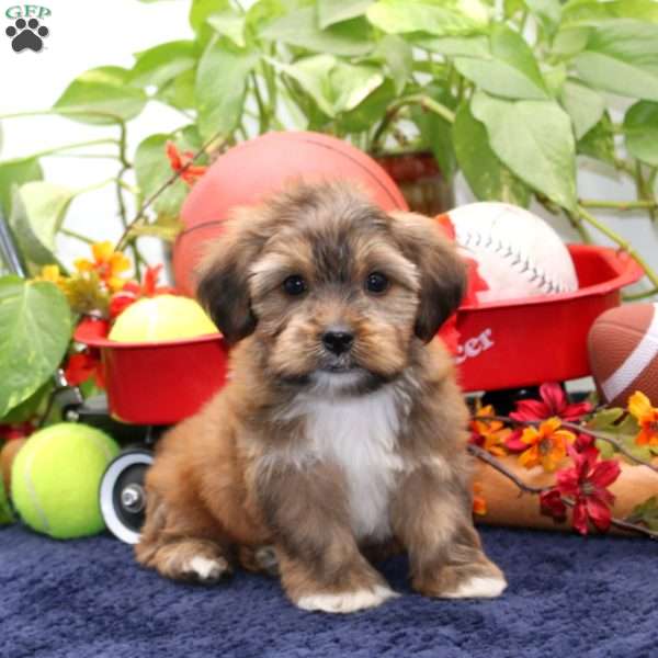 Karl, Shorkie Puppy