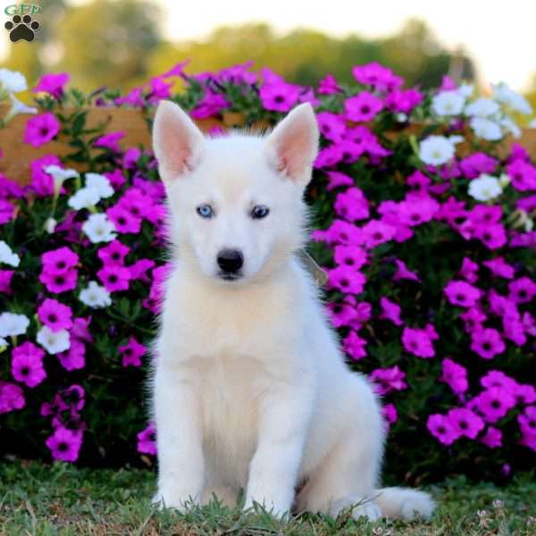 Karla, German Shepherd Mix Puppy
