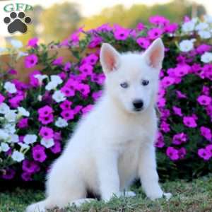 Karla, German Shepherd Mix Puppy