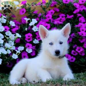 Karla, German Shepherd Mix Puppy