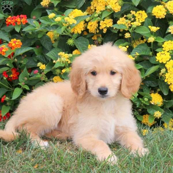 Karley, Goldendoodle Puppy