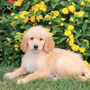 Karley, Goldendoodle Puppy