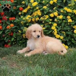 Karley, Goldendoodle Puppy