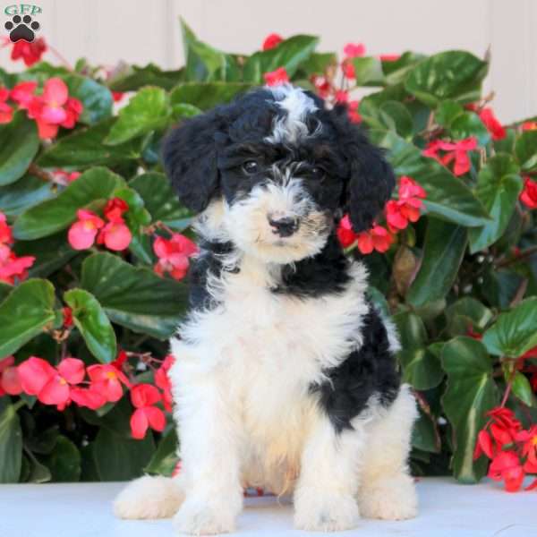 Karter, Mini Bernedoodle Puppy