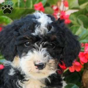 Karter, Mini Bernedoodle Puppy