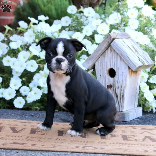 Karter, Boston Terrier Puppy