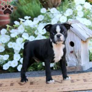 Karter, Boston Terrier Puppy