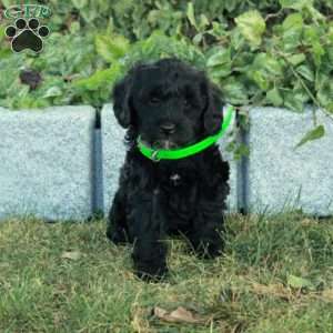 Kash, Miniature Poodle Mix Puppy