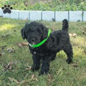Kash, Miniature Poodle Mix Puppy