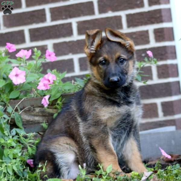 Kathy, German Shepherd Puppy