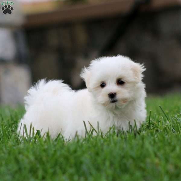Katie, Maltese Puppy