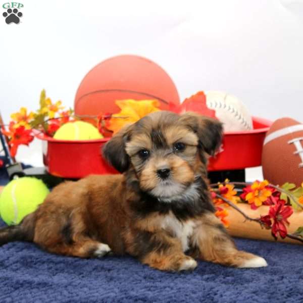 Katie, Shorkie Puppy