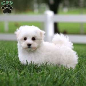 Katie, Maltese Puppy