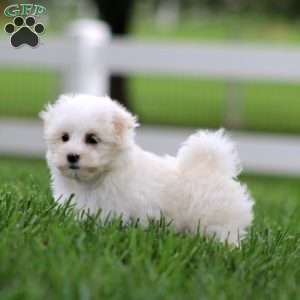 Katie, Maltese Puppy