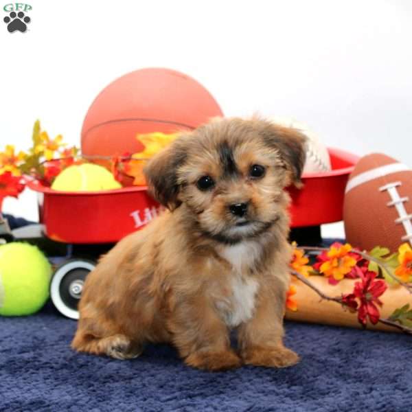Katrina, Shorkie Puppy