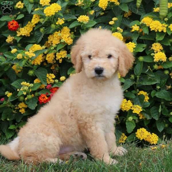 Kayla, Goldendoodle Puppy