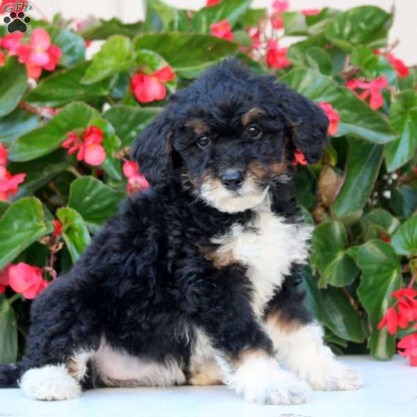 Kayla, Mini Bernedoodle Puppy