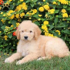 Kayla, Goldendoodle Puppy
