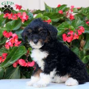 Kayla, Mini Bernedoodle Puppy