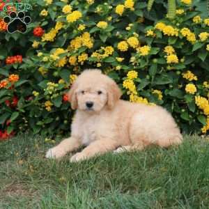 Kayla, Goldendoodle Puppy