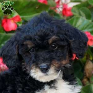 Kayla, Mini Bernedoodle Puppy