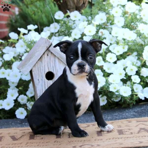 Kayla, Boston Terrier Puppy
