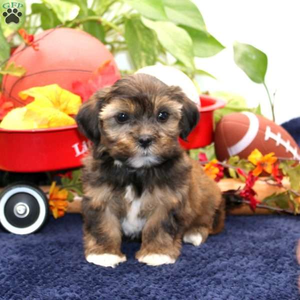 Kayla, Shorkie Puppy