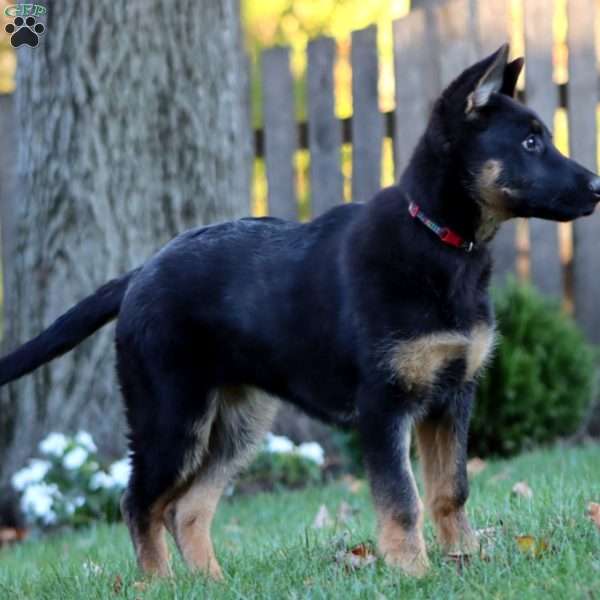 Kayla, German Shepherd Puppy
