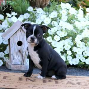Kayla, Boston Terrier Puppy