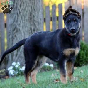 Kayla, German Shepherd Puppy