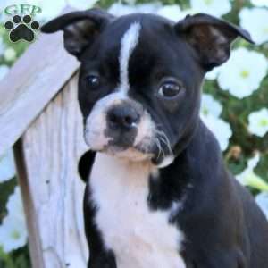 Kayla, Boston Terrier Puppy