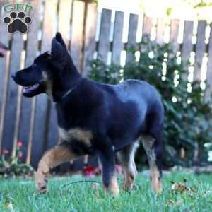 Kayla, German Shepherd Puppy