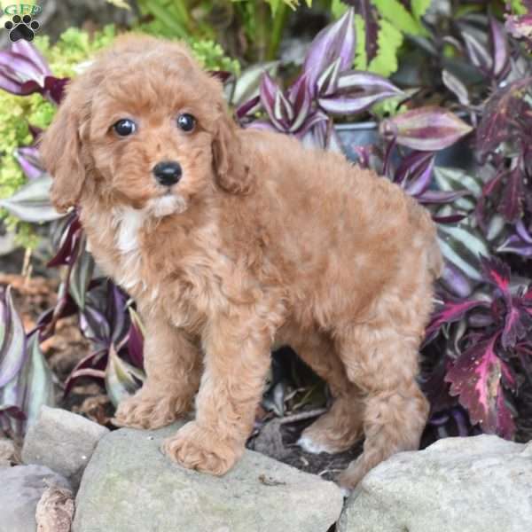 Kayo, Miniature Poodle Puppy