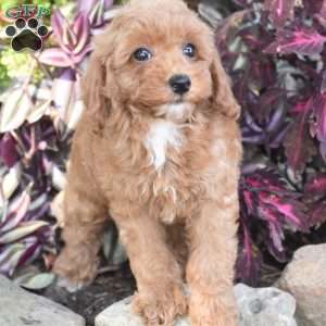 Kayo, Miniature Poodle Puppy