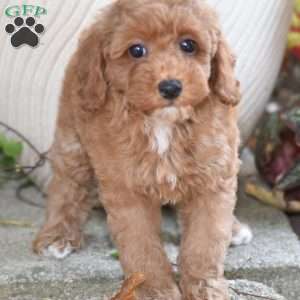 Kayo, Miniature Poodle Puppy