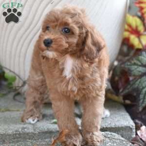 Kayo, Miniature Poodle Puppy