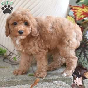 Kayo, Miniature Poodle Puppy
