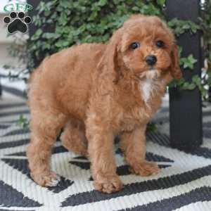Kayo, Miniature Poodle Puppy
