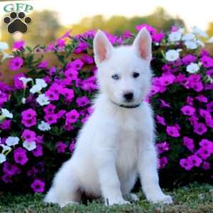 Kayson, German Shepherd Mix Puppy