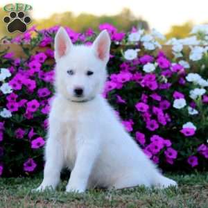 Kayson, German Shepherd Mix Puppy