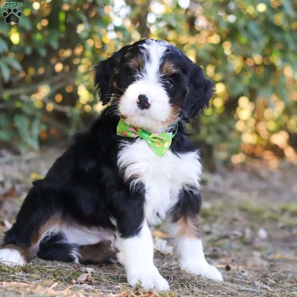 Keith, Bernedoodle Puppy